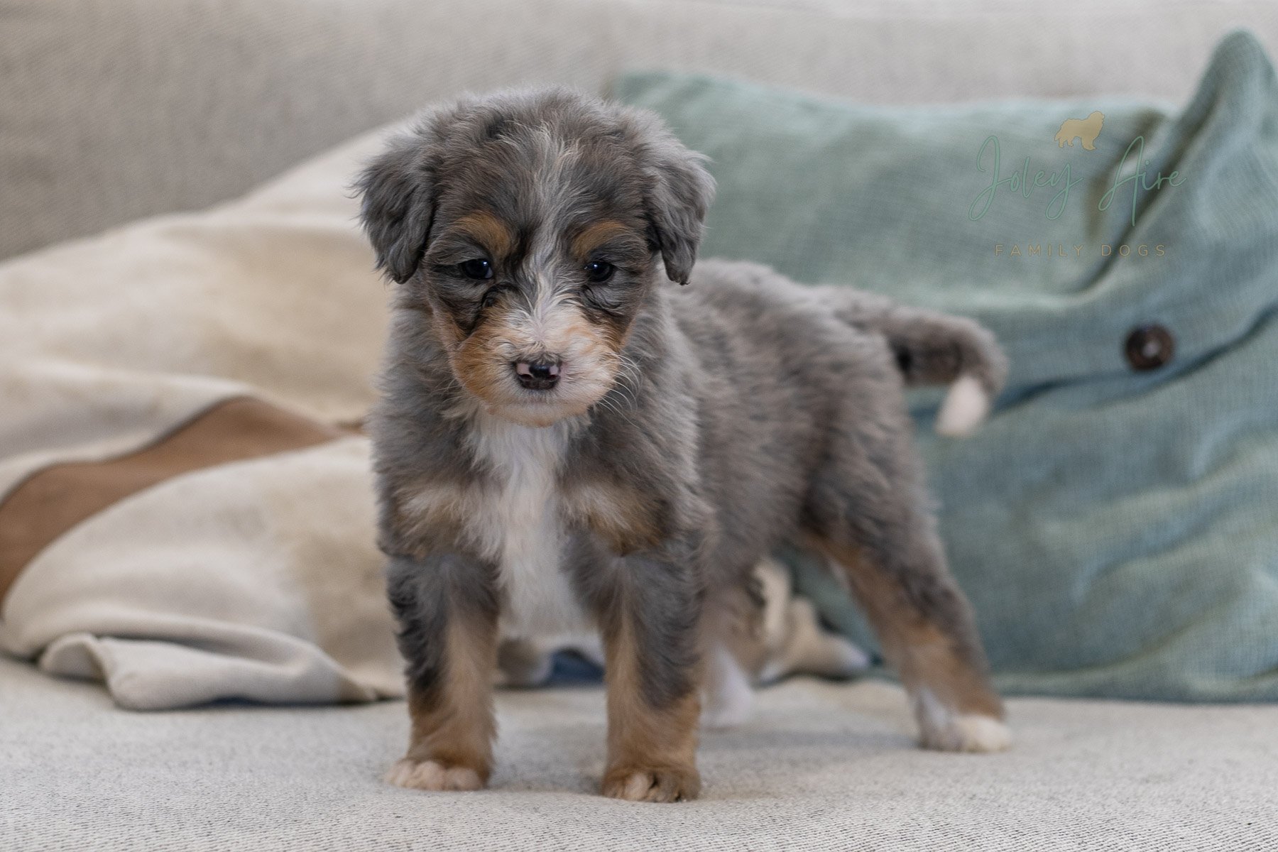 Milky Way – Tiny Tri-Color Merle Bernedoodle Female Puppy — Joley Aire